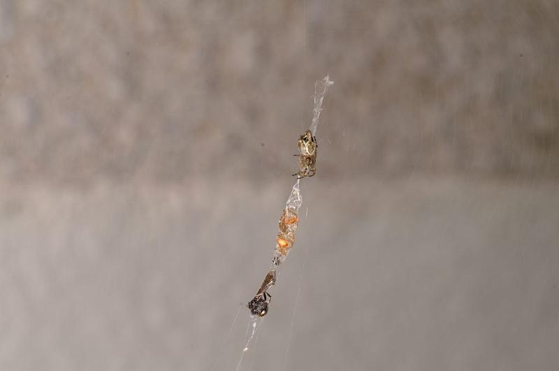Cyclosa_conica_D8274_Z_89_Les Gris_Frankrijk.jpg